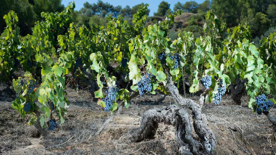 DO-Montsant-Acustic-Celler-marca-enoguia-05