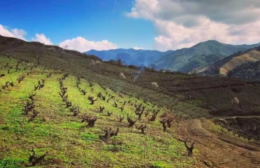 Celler Joan Simó