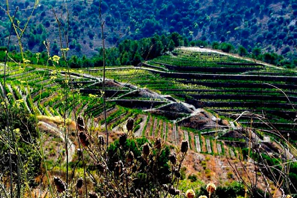 DO-Priorat-Melis-celler-torroja-enoguia-03