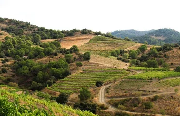 Celler Hidalgo Albert