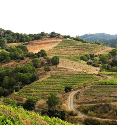 Celler Hidalgo Albert