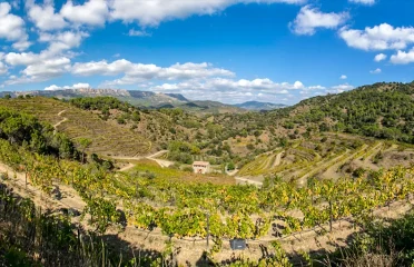 Celler Burgos Porta – Mas Sinén