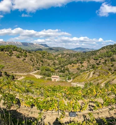 Celler Burgos Porta – Mas Sinén