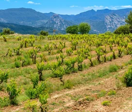 Visita enoturisme herencia altes 04