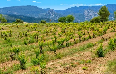 Vinos veganos, ecológicos, naturales o biodinámicos… ¿Me lo explicas?