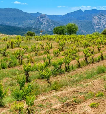 Vinos veganos, ecológicos, naturales o biodinámicos… ¿Me lo explicas?
